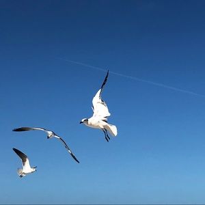 Meet your Posher, Shelly